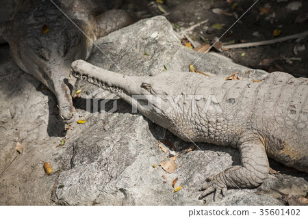 False Gharial   35601402