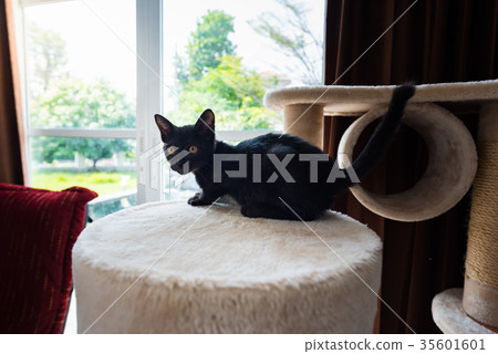 Cute black cat Cute black cat 35601601