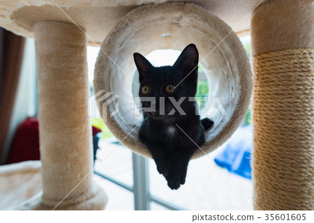 Cute black cat Cute black cat 35601605