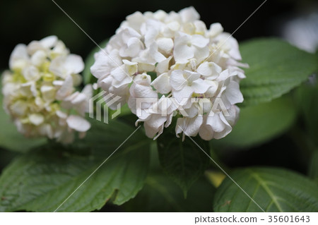 hydrangea hydrangea 35601643