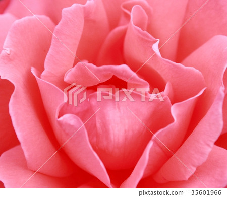 rose rose 35601966