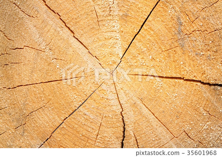 wood texture 35601968