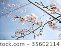 櫻花part3 35602114