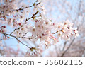 櫻花第1部分 35602115