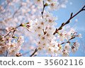 櫻花part2 35602116