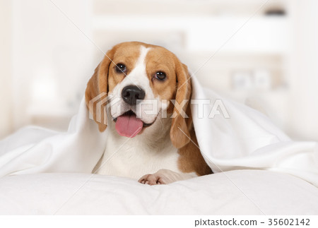 Beagle dog lying at home on the bed 35602142