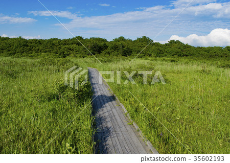 Sarobetsu原始花園樹路 35602193
