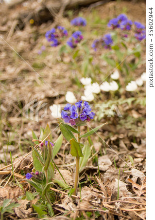 the first spring flowers field in a clearing 35602944