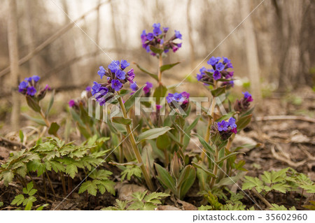the first spring flowers field in a clearing 35602960