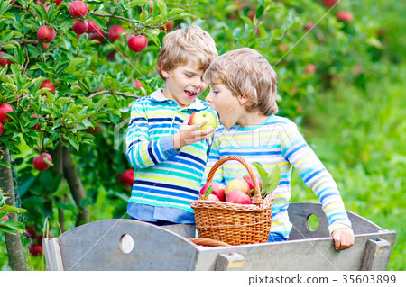 Two adorable happy little kids boys picking and 35603899
