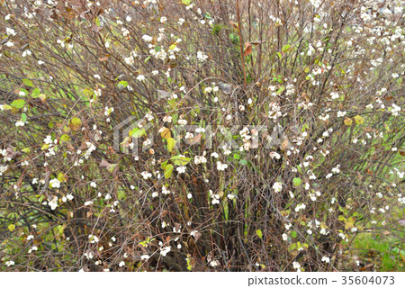 Bush with white berries in autumn. Bush with white berries in autumn. 35604073