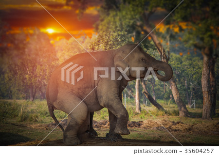 elephants in Chitwan 35604257