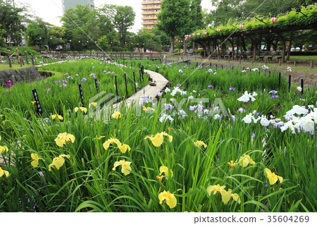 Adachi-ku Shobunuma Park Adachi-ku Shobunuma Park 35604269