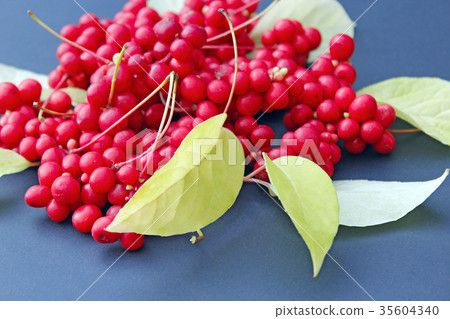 crop of schisandra crop of schisandra 35604340