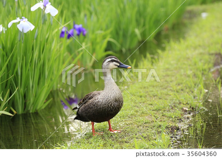 Karugamo of Shobunuma Park Karugamo of Shobunuma Park 35604360