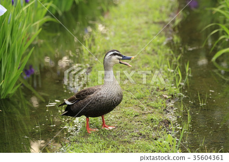Karugamo of Shobunuma Park Karugamo of Shobunuma Park 35604361