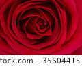 Close up of a beautiful red rose. 35604415