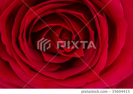Close up of a beautiful red rose. 35604415