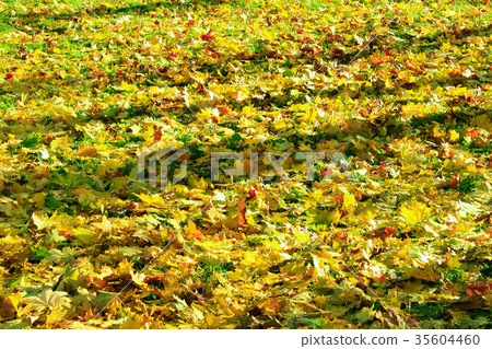 yellow leaves on the ground yellow leaves on the ground 35604460