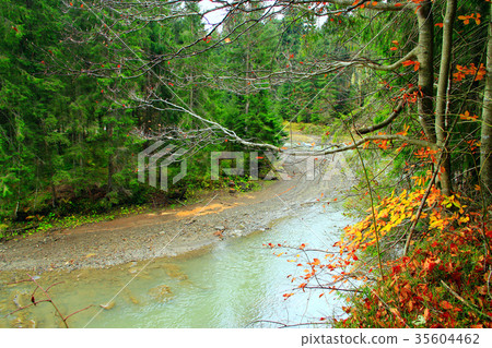 mountain river flows in the forest mountain river flows in the forest 35604462