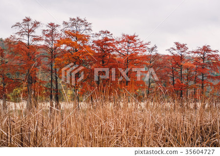 Red swamp cypresses, autumn background Red swamp cypresses, autumn background 35604727