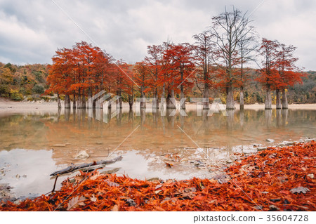 Red swamp cypresses, autumn landscape 35604728