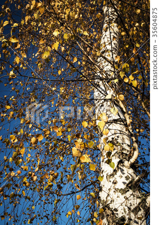 autumn in the crown of the birch tree 35604875