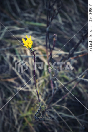 yellow flower in dry autumn grass 35604907