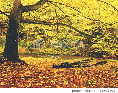 Colorful autumn river bank at rapid stream Colorful autumn river bank at rapid stream 35605195