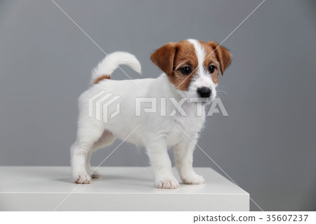 Jack russell terrier baby. Close up. Gray Jack russell terrier baby. Close up. Gray 35607237