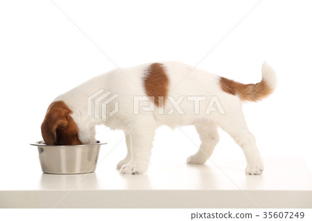Jack russell puppy eating from a bowl. Close up 35607249
