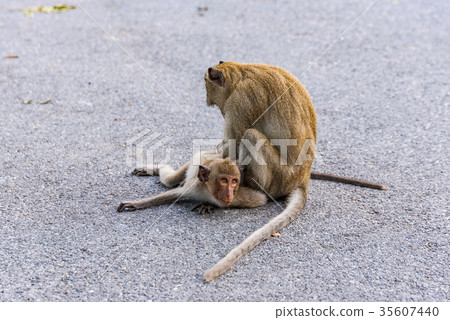 Wild monkeys on a road 35607440