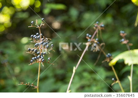 Fruit of Yabu Miuga 35607645