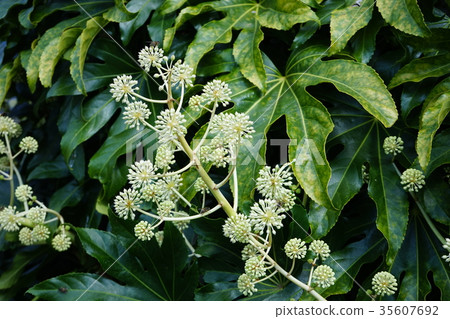 Paperplant flower Paperplant flower 35607692