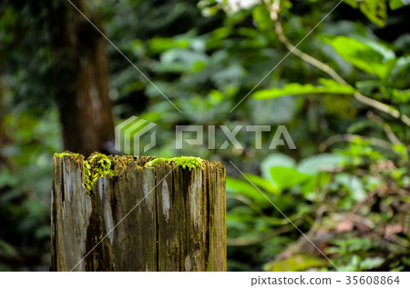 Stem, blue moth, plant, parasitic Stem, blue moth, plant, parasitic 35608864