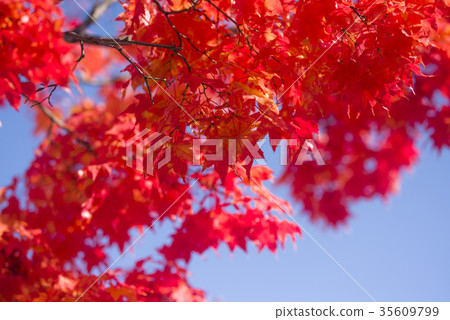 Autumn leaves (empty bag) 35609799