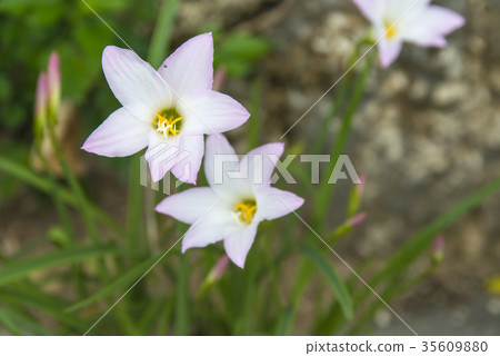 Zephyrinus 35609880