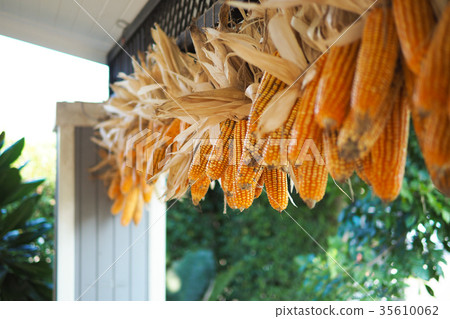Corn with green leaves background 35610062