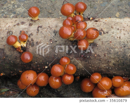 Cultivated nameko Cultivated nameko 35610879