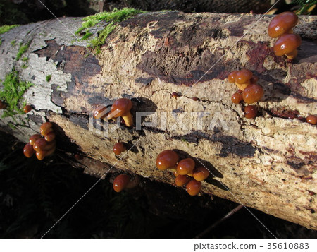 天然夸克 35610883