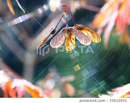 Acupuncture seeds, surrounded by iridescent cobwebs Acupuncture seeds, surrounded by iridescent cobwebs 35610935