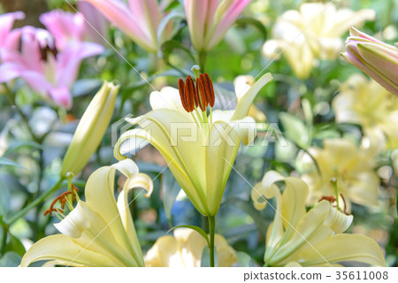 Yellow lily flower in the garden 35611008