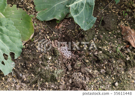廚房花園額外施肥 廚房花園額外施肥 35611448