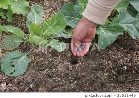 廚房花園額外施肥 廚房花園額外施肥 35611449