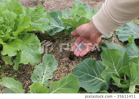 Kitchen garden additional fertilization Kitchen garden additional fertilization 35611451