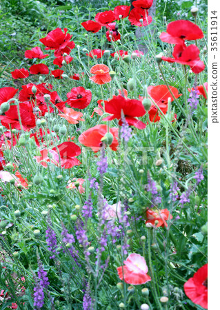 Poppy field Poppy field 35611914