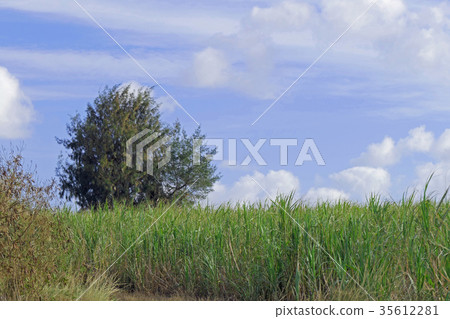[Sugar cane field] Okinawa Prefecture 35612281
