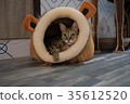 CAT cat cat restaurant cat room 35612520