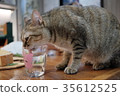 CAT cat cat restaurant cat room 35612525
