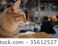 CAT cat cat restaurant cat room 35612527